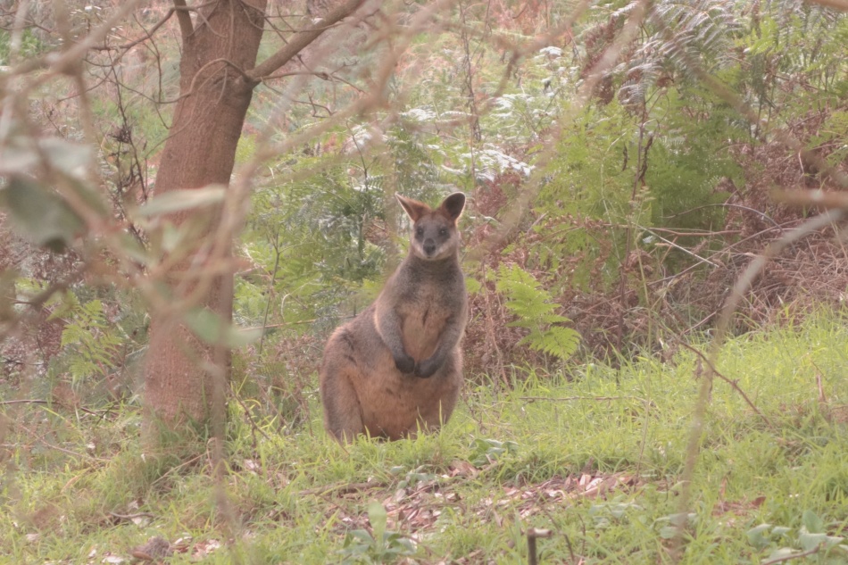 Mornington Peninsula National Park - Kangaroo